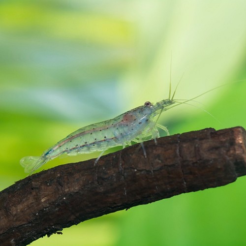 Caridina multidentata - Amano shrimp (2-3 cm)